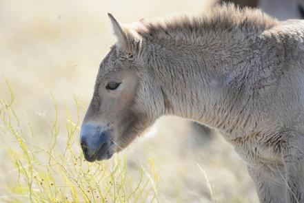 Им нужна наша забота: последние дикие лошади